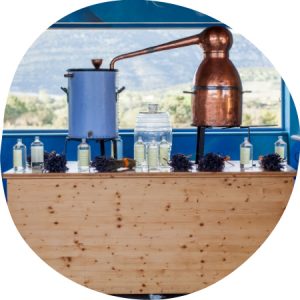 Distillation de la lavande