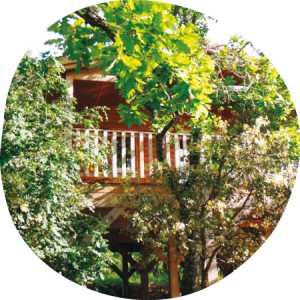 cabane des les arbres - insolite