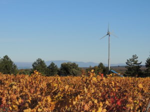 Patrimoine ardéchois : le vin