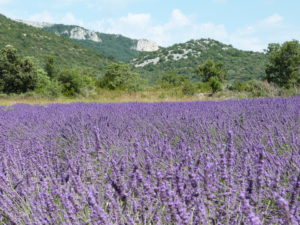 Patrimoine ardéchois : la lavande