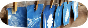 animations nature - cyanotype