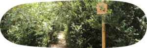 fitted path